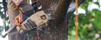 Best Fruit Tree Pruning  in Hudson Bend, TX