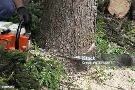 Best Storm Damage Tree Cleanup  in Hudson Bend, TX