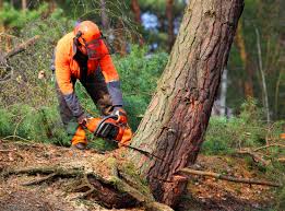 Best Tree Cabling and Bracing  in Hudson Bend, TX