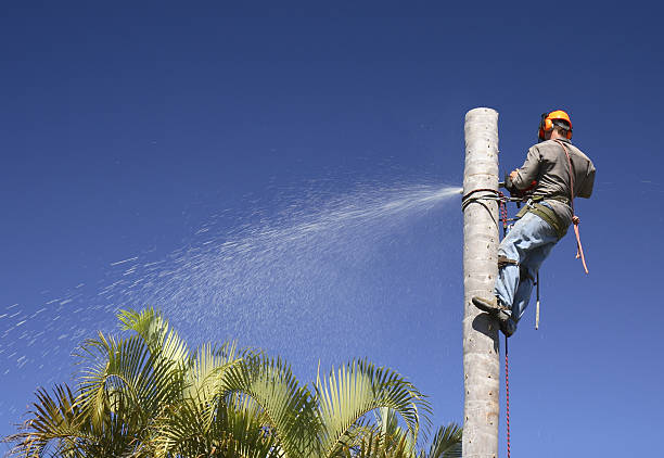 Lawn Watering Services