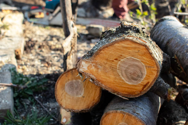 Best Emergency Tree Removal  in Hudson Bend, TX