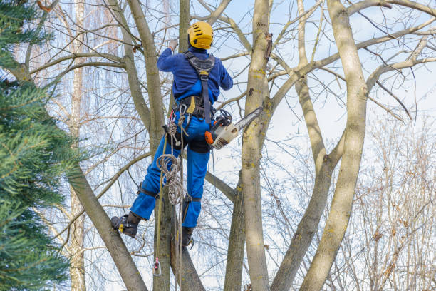 How Our Tree Care Process Works  in  Hudson Bend, TX