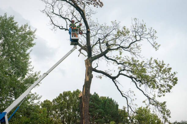 Best Leaf Removal  in Hudson Bend, TX