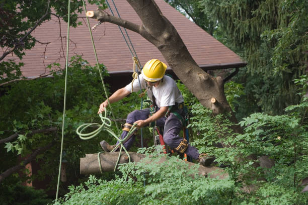 Hudson Bend, TX Tree Services Company