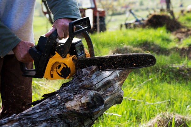 Best Tree Preservation Services  in Hudson Bend, TX