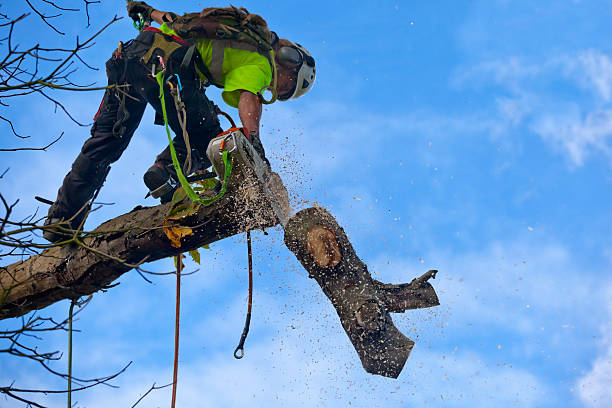 Best Tree Trimming and Pruning  in Hudson Bend, TX