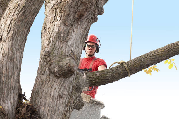 Best Tree Disease Treatment  in Hudson Bend, TX